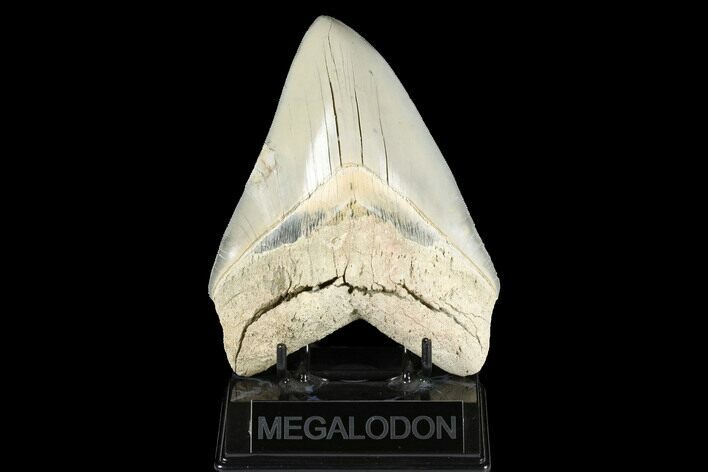 Serrated, Fossil Megalodon Tooth - Aurora, North Carolina #176567